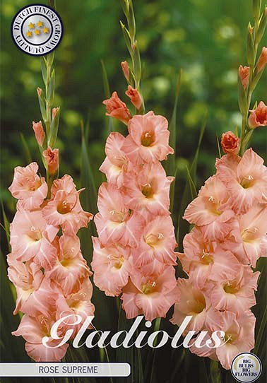 Gladiolus Rose Supreme x 10 12/14