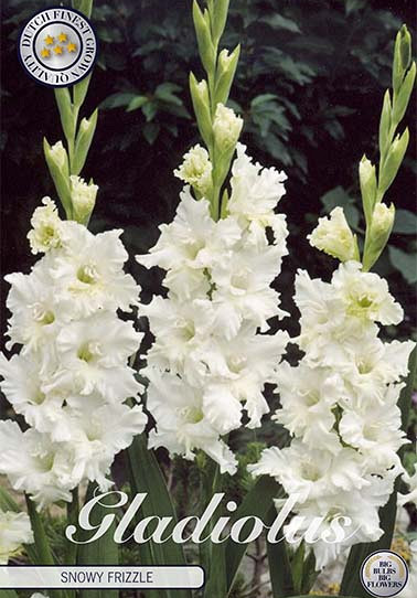 Gladiolus Snowy Frizzle x10 12/14