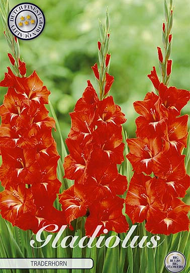 Gladiolus Traderhorn x 10 12/14