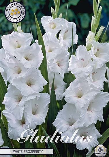 Gladiolus White Glory x 10 12/14