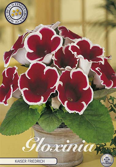 Gloxinia Kaiser Friedrich x 1 5/6