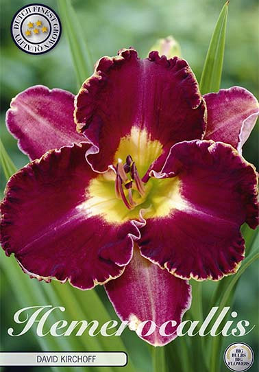 Hemerocallis David Kirchoff 1 I .