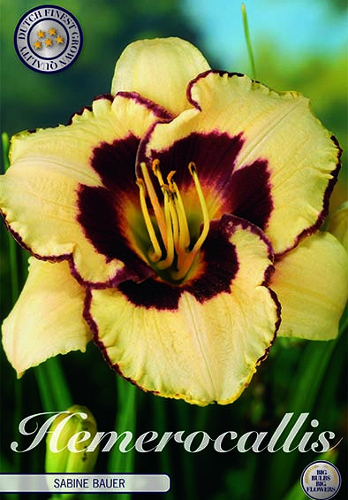 Hemerocallis Sabine Baur 1 I .