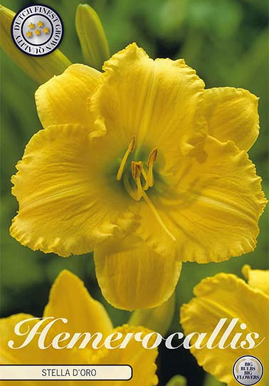 Hemerocallis Stella d'Or 1 I .