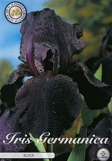 Iris Germanica Black 1 I .