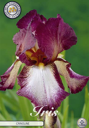 Iris Germanica Crinoline x1 I