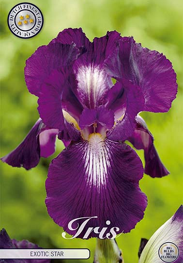 Iris Germanica Exotic Star x1 I