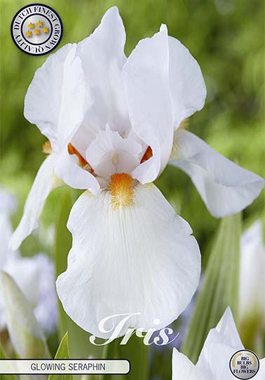 Iris Germanica Glowing Seraphin x1 I