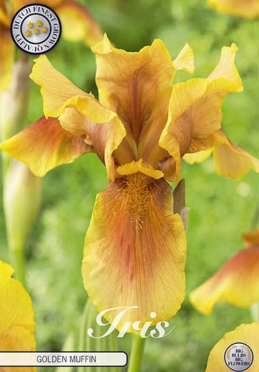 Iris Germanica Golden Muffin x1 I