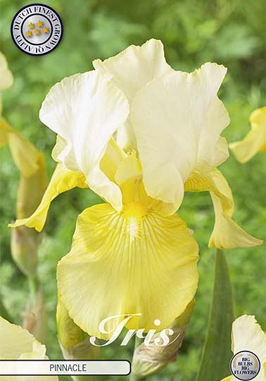 Iris Germanica Pinnacle x1 I