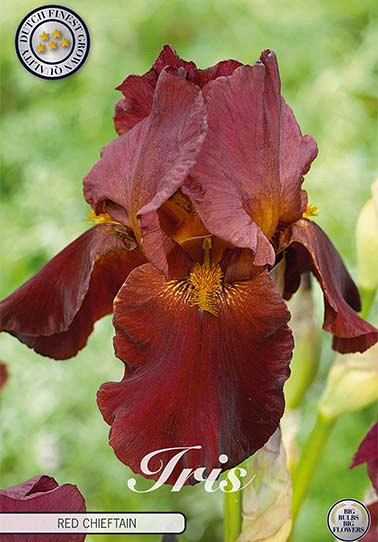 Iris Germanica Red Chieftain x1 I