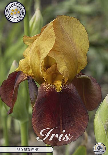 Iris Germanica Red Red Wine x1 I