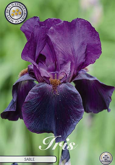 Iris Germanica Sable x1 I