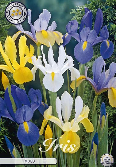 Iris Hollandica Gemengd x 10 8/9