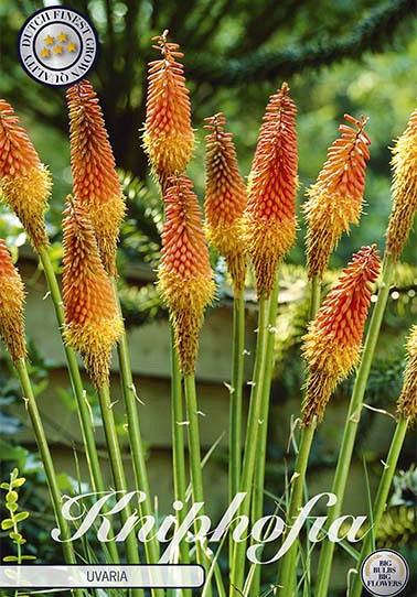 Kniphofia Uvaria 1 I .