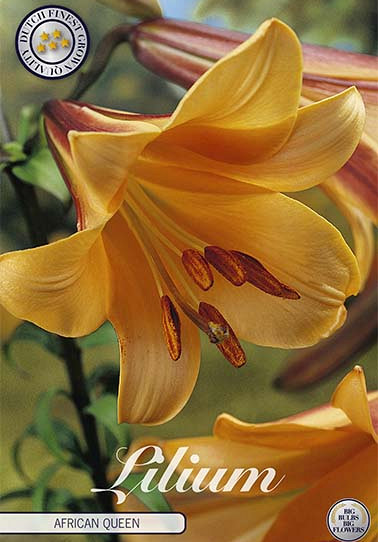 Lilium African Queen x 2 16/18