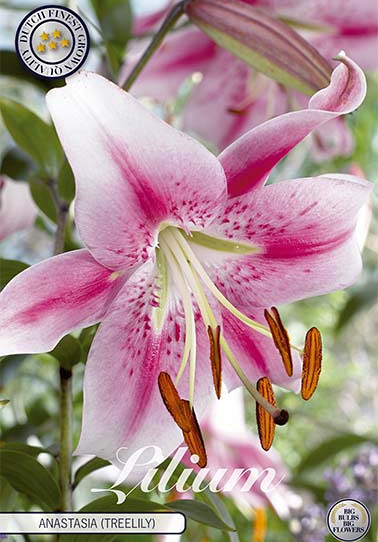 Lilium Anastasia x 2 18/20