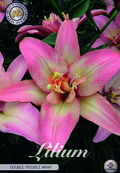 Lilium Asiatic Double Trouble Wrap x 2 16/18