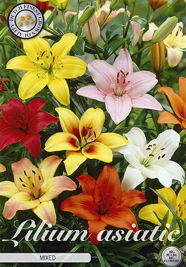 Lilium Asiatic mixed x 3 16/18