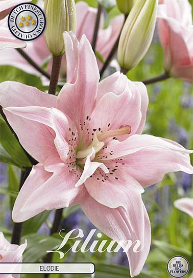 Lilium Elodie x 2 16/18