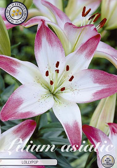 Lilium Lollypop x 2 16/18