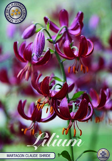 Lilium Martagon Claude Shride x 1 16/18