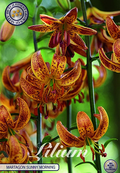 Lilium Martagon Sunny Morning x 1 16/18