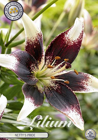 Lilium Netty's Pride x 2 16/18