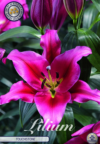 Lilium Oriental Touchstone x 2 16/18