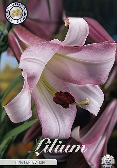 Lilium Pink Perfection x 2 16/18