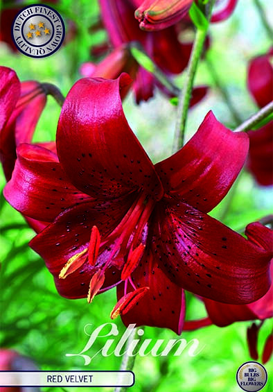 Lilium Red Velvet x 2 16/18