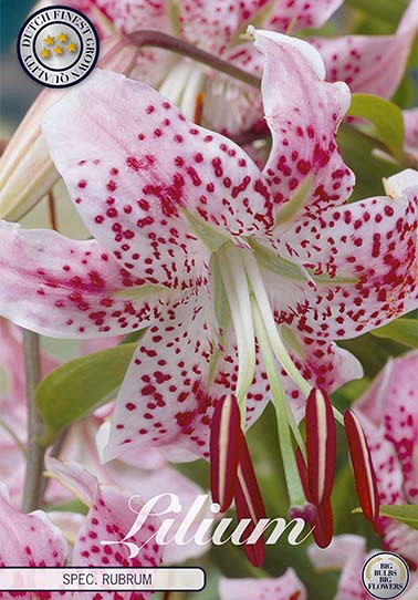 Lilium Spec. Rubrum x 2 16/18