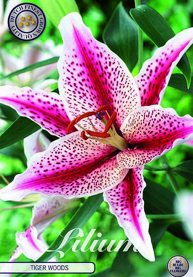 Lilium Tigerwoods x 2 16/18