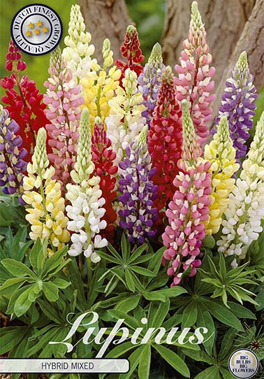 Lupinus Hybride Mixed x3 I .