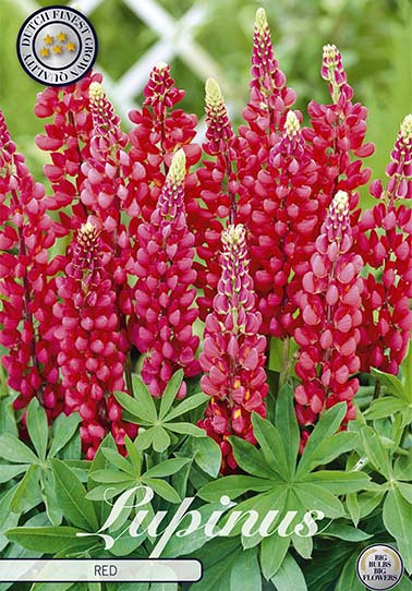 Lupinus Red     1 I .