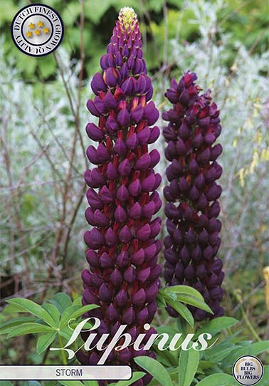 Lupinus Storm 1 I .