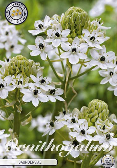 Ornithogalum Saundersiae x 2 16/18