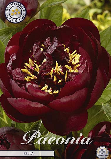 Paeonia Bella 1 I .