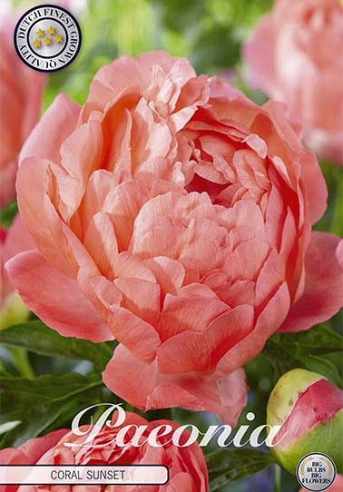 Paeonia Coral Sunset x 1 I