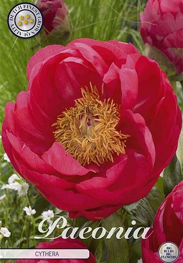 Paeonia Cythera x1 I