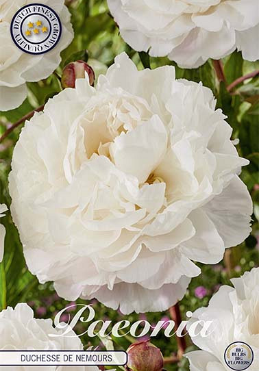 Paeonia Duchesse de Nemours x1 I