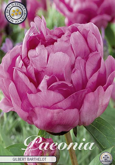 Paeonia Gilbert Barthelot x1 I