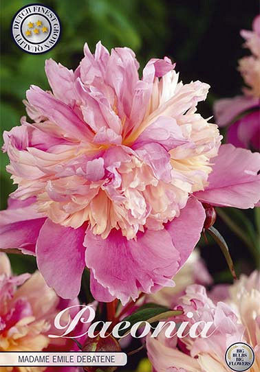 Paeonia Mdm Emile Debatain x1 I