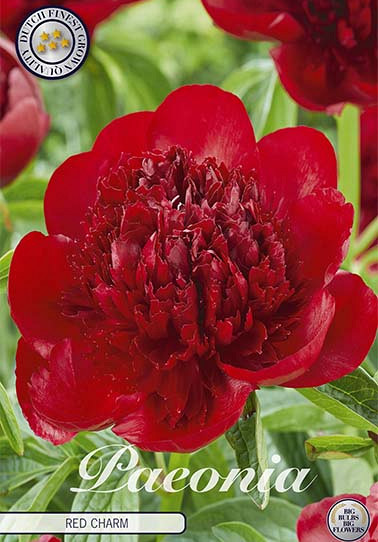 Paeonia Red Charm x1 .