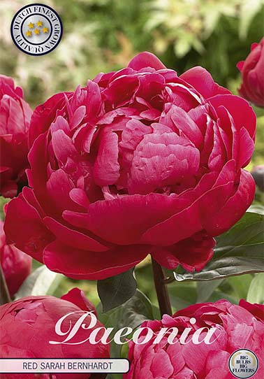 Paeonia Red Sarah Bernhardt x1 I