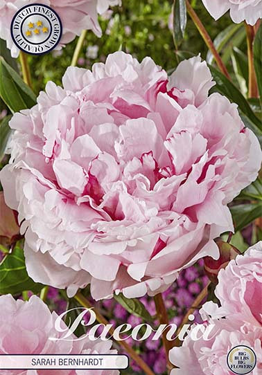 Paeonia Sarah Bernhardt x1 I