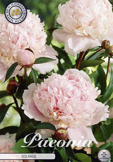 Paeonia Solange x1 I