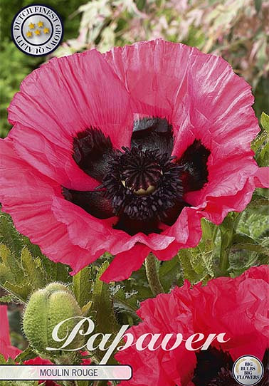 Papaver Moulin Rouge x1 I .