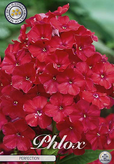 Phlox Red 1 I .