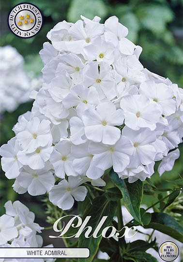 Phlox Wit 1 I .